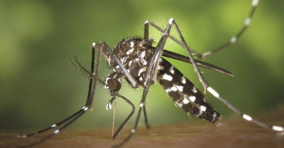 ডেঙ্গুতে ২ জনের মৃত্যু, হাসপাতালে ভর্তি ১১৭৯