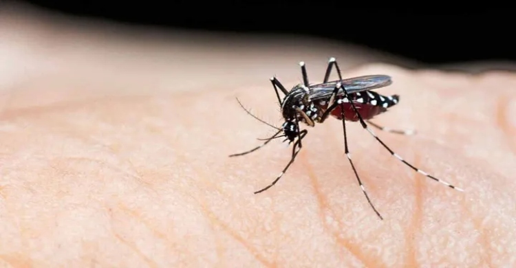 ডেঙ্গুতে আরো ৫ জনের মৃত্যু, হাসপাতালে ভর্তি ১১৪৭