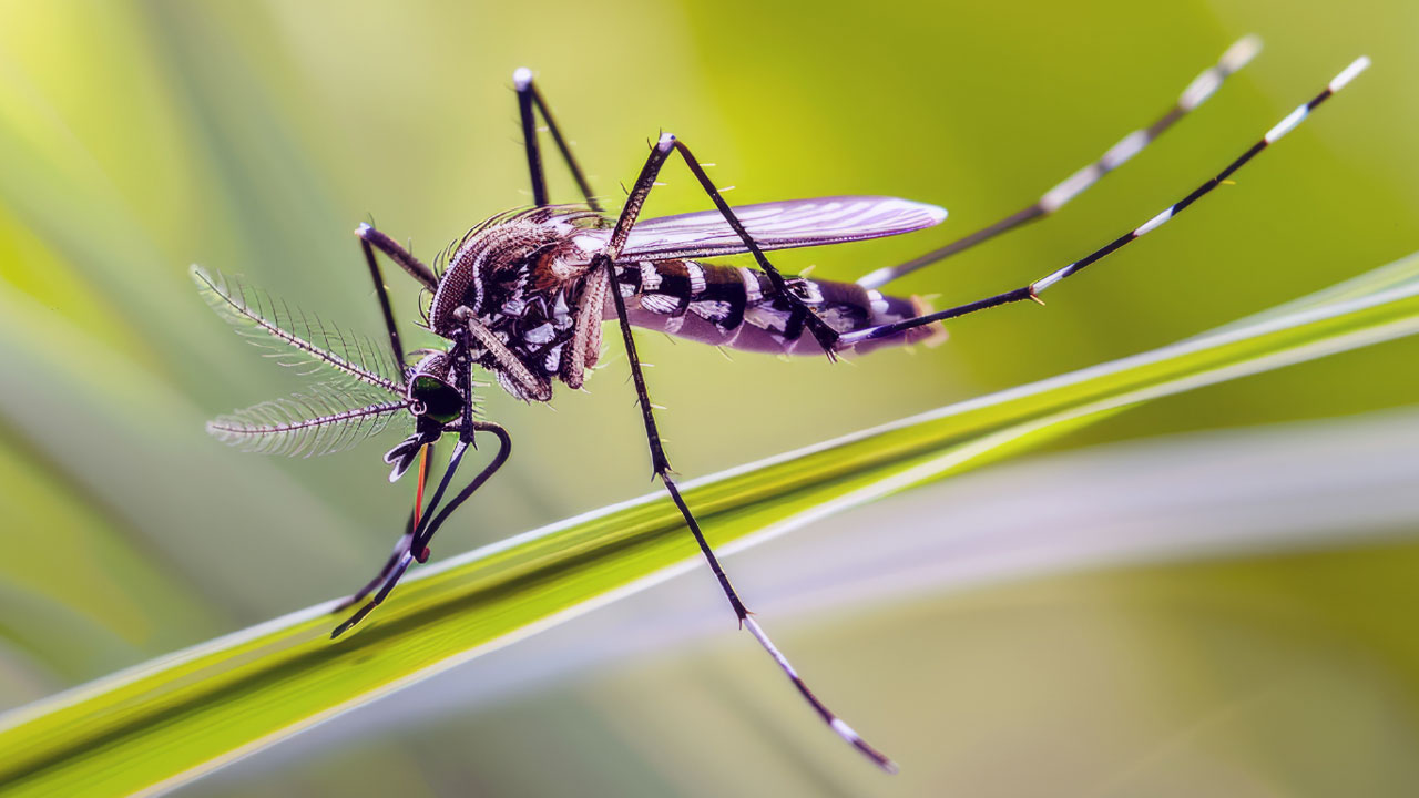 ডেঙ্গুতে প্রাণ গেল আরও ৭ জনের মৃত্যু