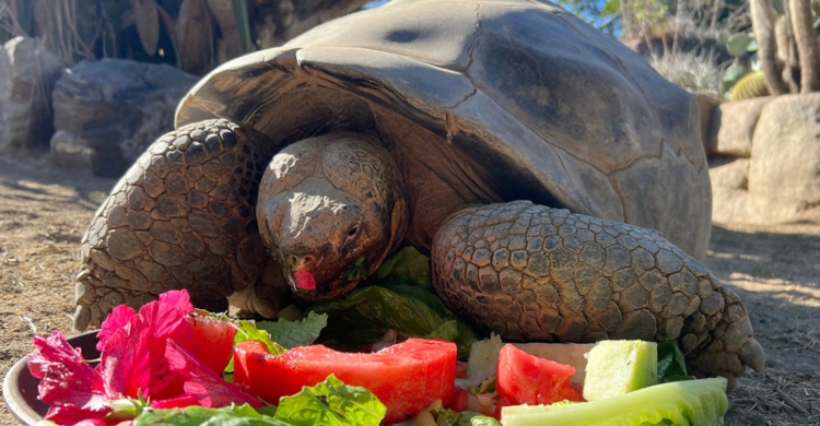 মেরে ফেলা হলো বিশ্বের সবচেয়ে বয়ষ্ক কচ্ছপটিকে