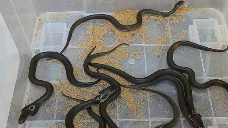 চট্টগ্রামে বসতঘর থেকে পদ্ম গোখরা সাপের বাচ্চা উদ্ধার