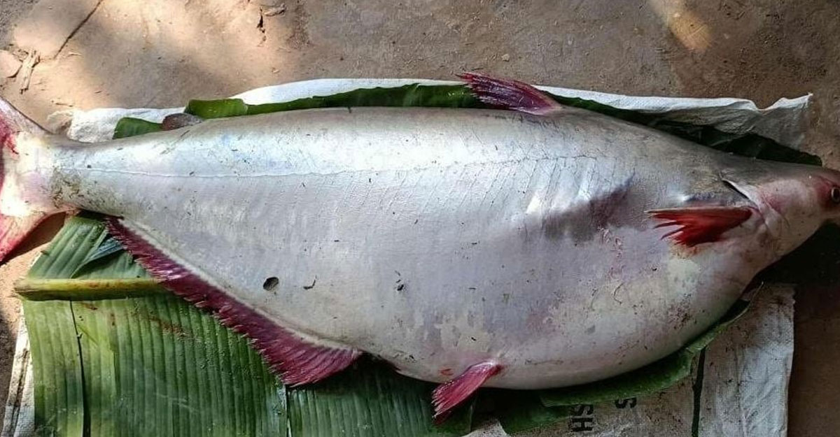 পটুয়াখালীতে ১৮ কেজির পাঙাশ ১৫ হাজারে বিক্রি