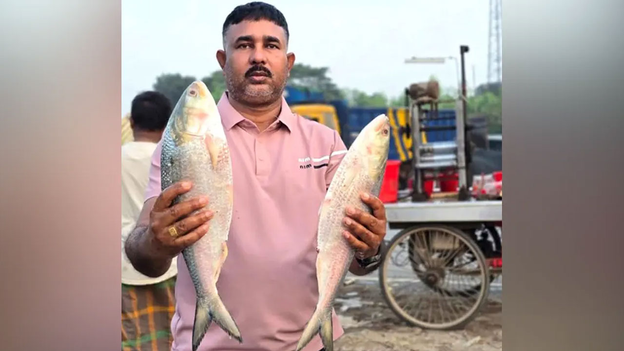 ২০ হাজারে বিক্রি পদ্মার দুই ইলিশ