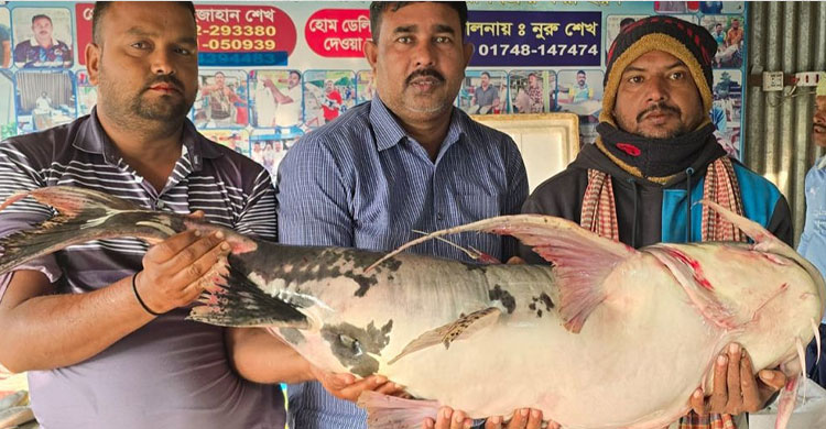 পদ্মার এক বাঘাইড় সাড়ে ৫৪ হাজারে বিক্রি