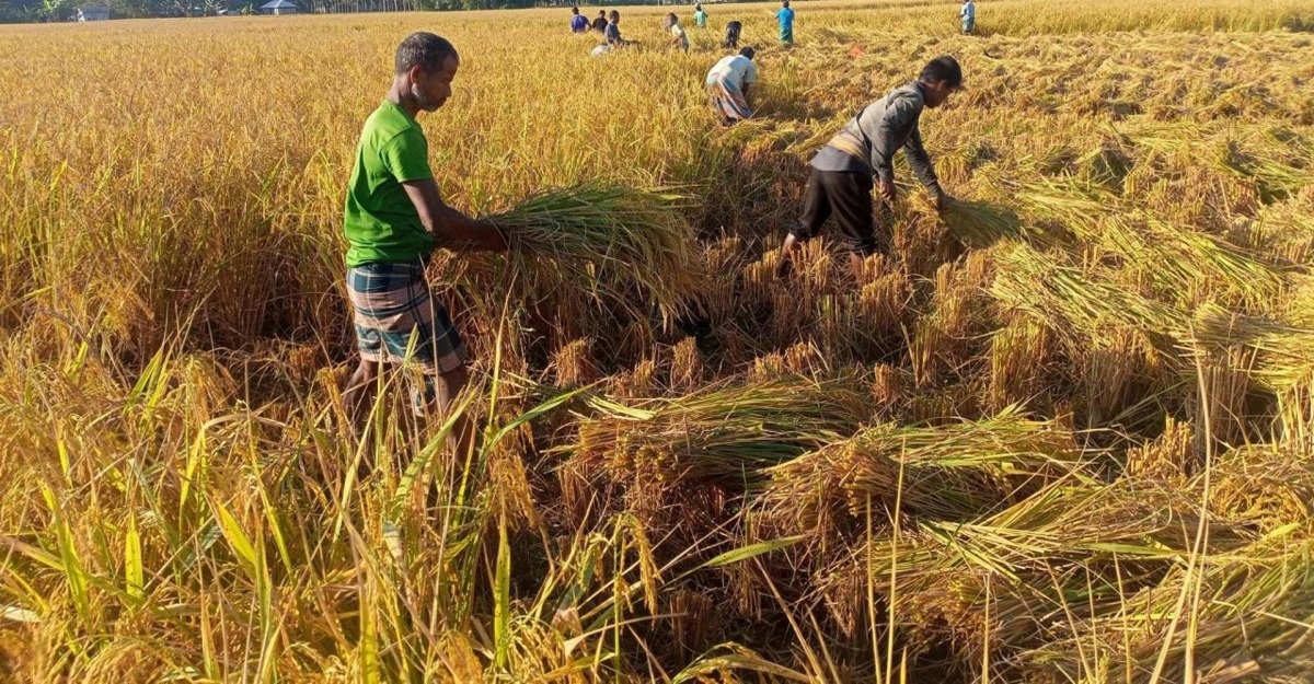 ৭ লাখ টন আমন ধান-চাল কিনবে সরকার