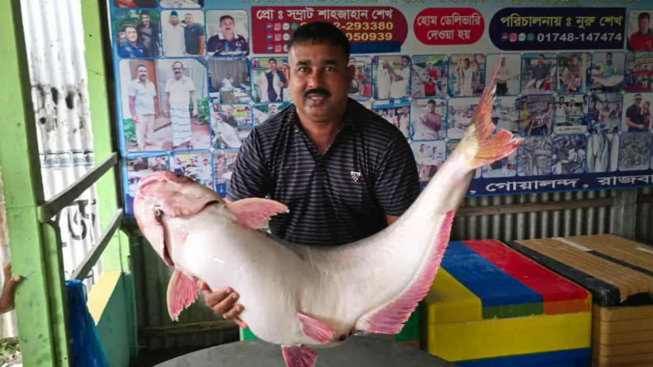 পদ্মার এক পাঙাশ ৭০ হাজারে বিক্রি