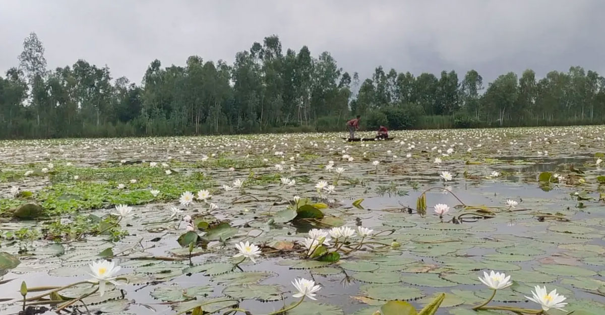 বিলে শাপলা তুলতে গিয়ে প্রাণ গেল একই পরিবারের ৪ শিশুর