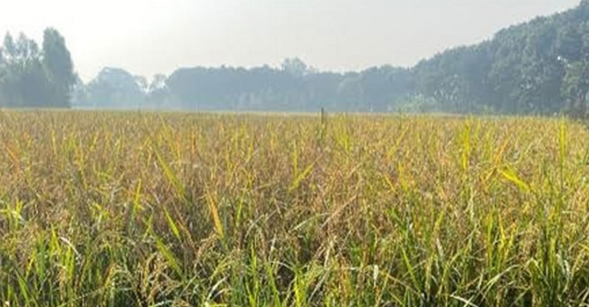 মুন্সীগঞ্জে রোপা আমন ধান কাটা শুরু, কৃষকের মুখে হাসি