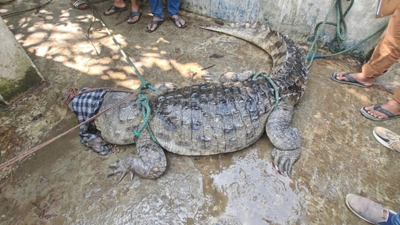 ১০ ফুট লম্বা কুমির ধরা পড়ল ইছামতী নদীতে