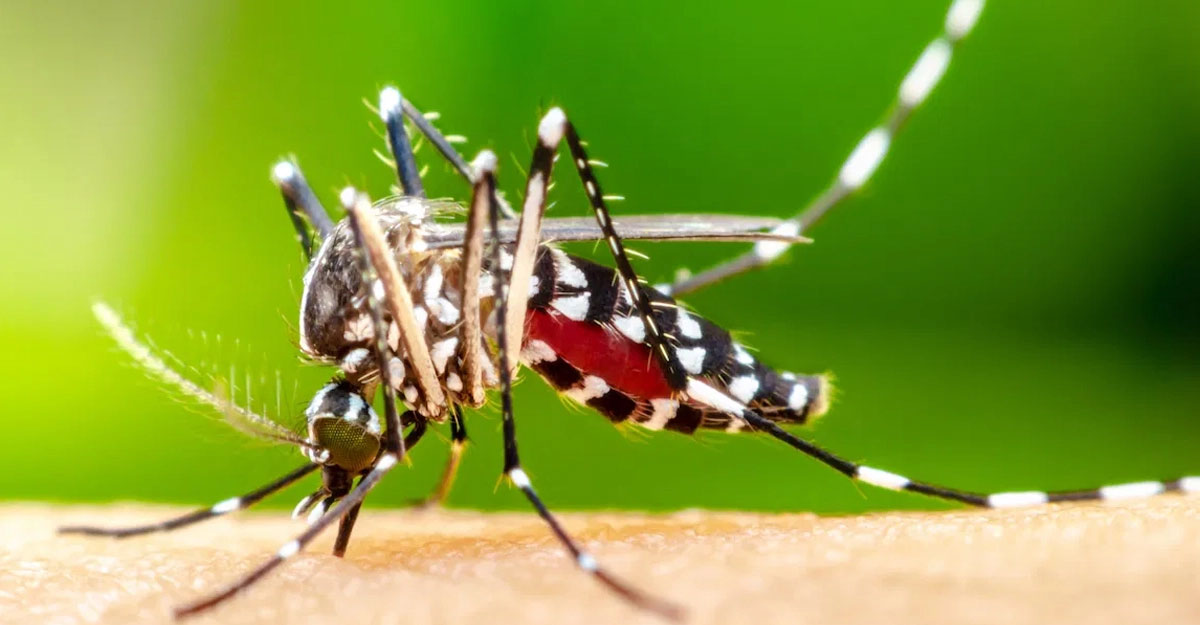 মৃত্যুহীন দিনে হাসপাতালে ৫১০ ডেঙ্গু রোগী