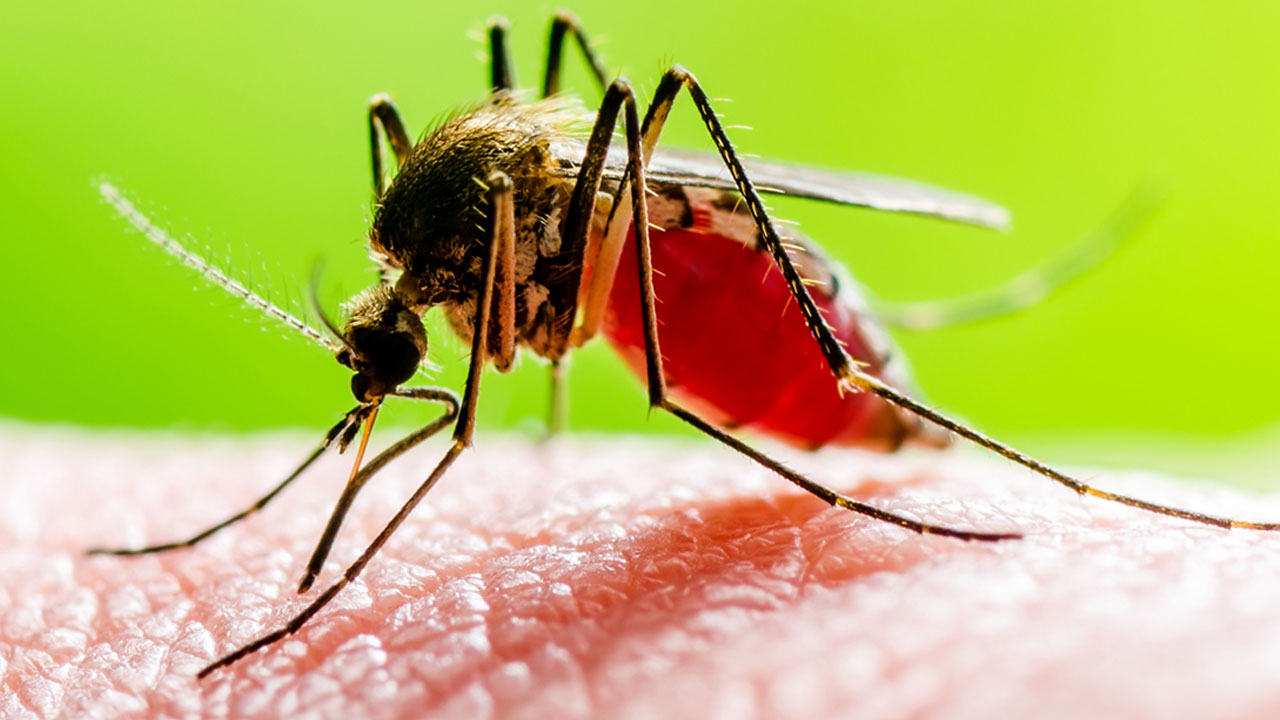 মৃত্যুহীন দিনে হাসপাতালে ৫০৬ ডেঙ্গুরোগী