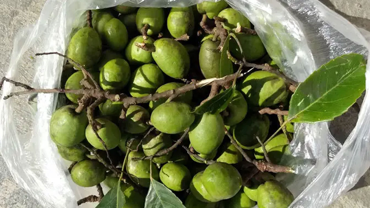 জলপাই খাওয়ার উপকারিতা
