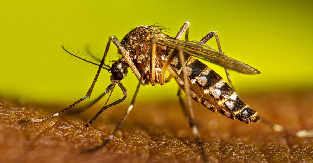 ডেঙ্গুতে ঝরল আরও ৬ প্রাণ