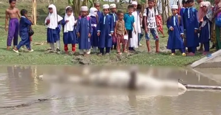 মোংলায় গলায় রশি বাঁধা কুমিরের মৃতদেহ উদ্ধার