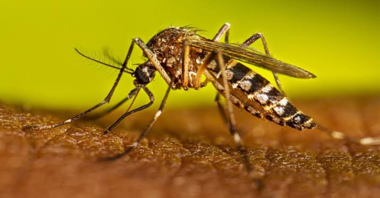 ডেঙ্গুতে আরও ৩ জনের মৃত্যু, হাসপাতালে ৪৭৩