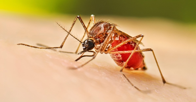 ডেঙ্গুতে আরও তিন মৃত্যু, হাসপাতালে ভর্তি ৫৫৬ 