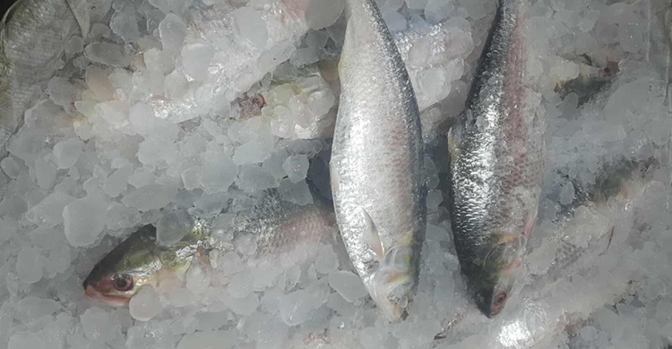 এক কেজির ইলিশ বিক্রি হচ্ছে ২২০০ টাকায়