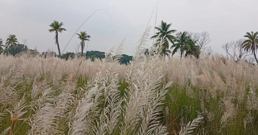 মুগ্ধতা ছড়াচ্ছে শরতের কাশফুল